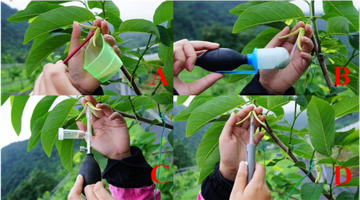 The flower of ‘Gefner’ custard apple used difference pollinated tools.  (A) Camel hair brush, (B)Puffer, (C)Plastic pollination gun, and (D) Plastic pollination pen.