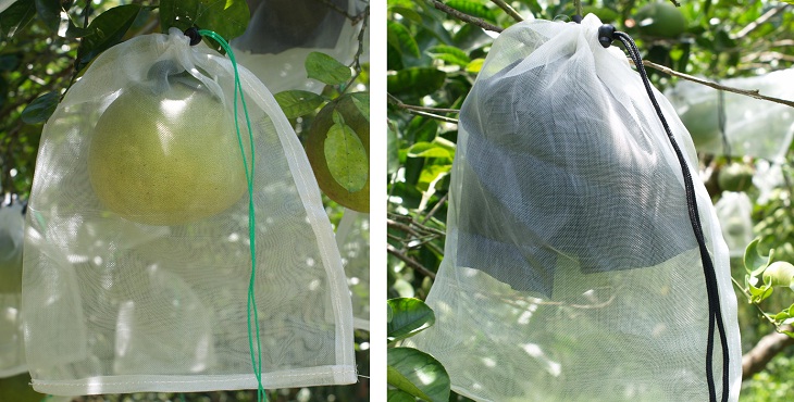 Using a white screen cover (left) can protect honey pomelos from damage. If a black, water-resistant cover (right) is added inside the screen cover, exterior appearance is enhanced.