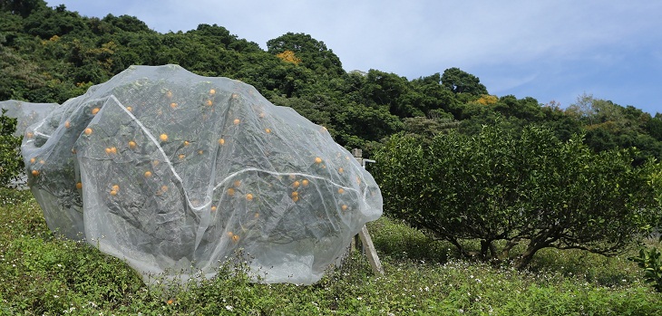 Tree mesh covers being used on orange trees such as the one on the left offer significant protection, maintaining a high level of yield and fruit quality. In contrast, all of the fruit on the uncovered tree to the right has been damaged.