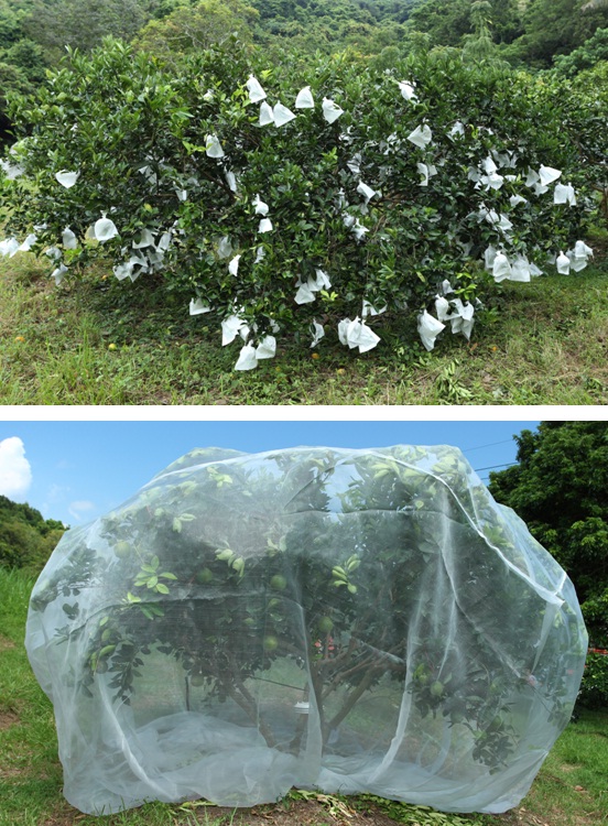 A comparison between the customary use of white covers (top) and the new mesh tree cover (bottom).