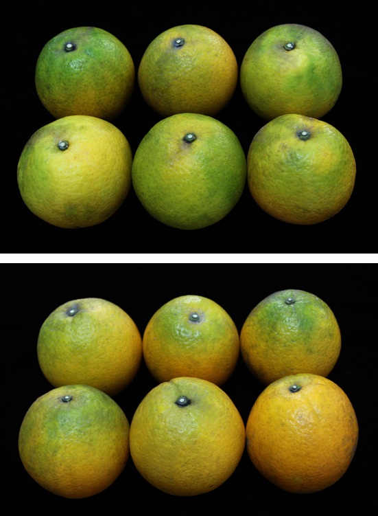 Fruit protected by the mesh tree cover (top)is of better quality than fruit protected by customary white covers (bottom).