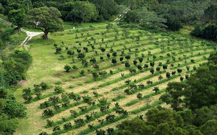 An orchard should be separated into areas, the ground cover of each area being cut at different times to reduce disturbance to and impact on the local ecology.