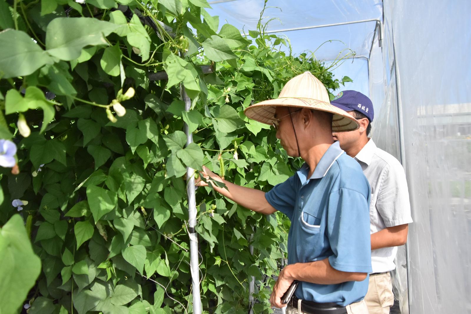A council member inspects winged bean Taitung no. 1 growing in the field.