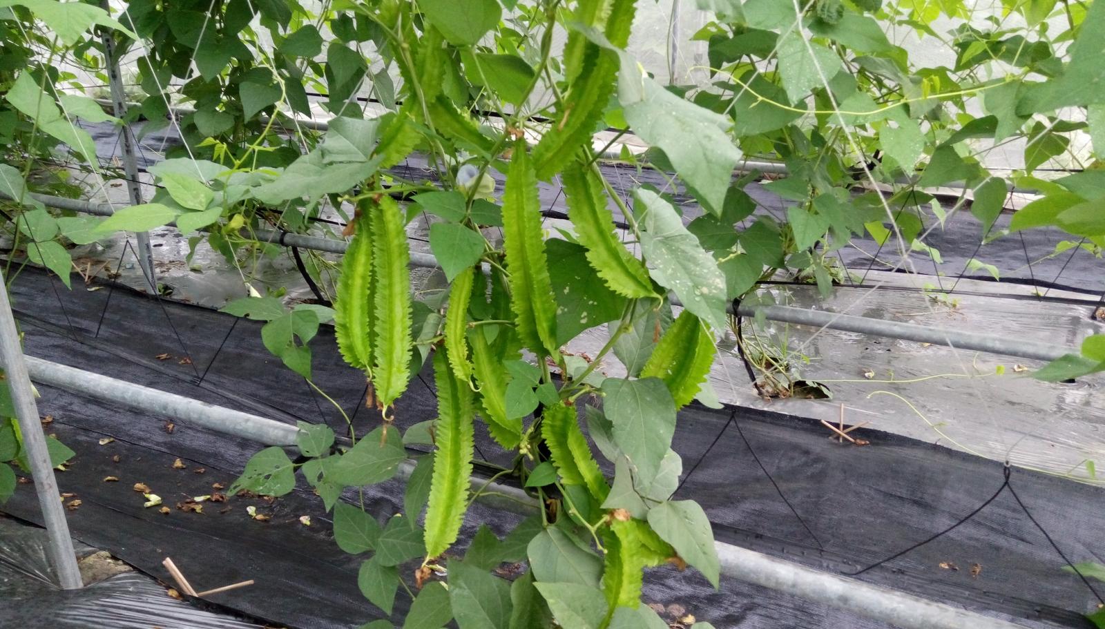 Winged bean Taitung no. 1 grown in spring yields high-quality, tender pods.