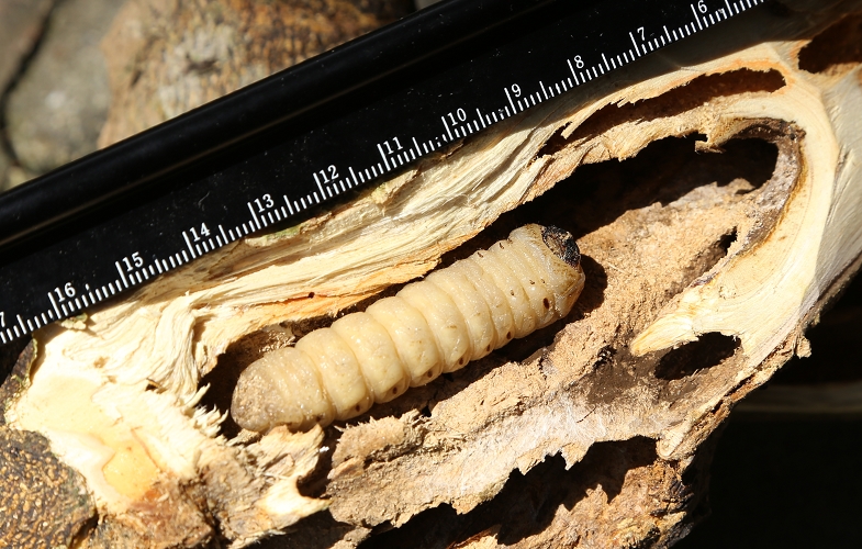 Fig. 1. A larva of Anoplophora macularia feeding inside a tree trunk.