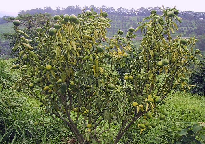 Fig. 2. A Murcott tangerine tree that is dying from Anoplophora macularia damage.