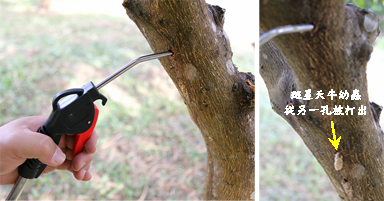 Fig. 3. An air blow gun is used to blast the burrows in the trees where the larvae are eating (left) to either push them out (right) or kill them.