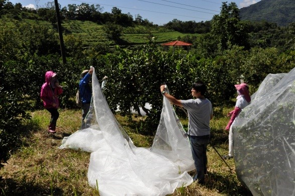 Trainees practice placing mesh covers on trees in an orchard in Binlang.