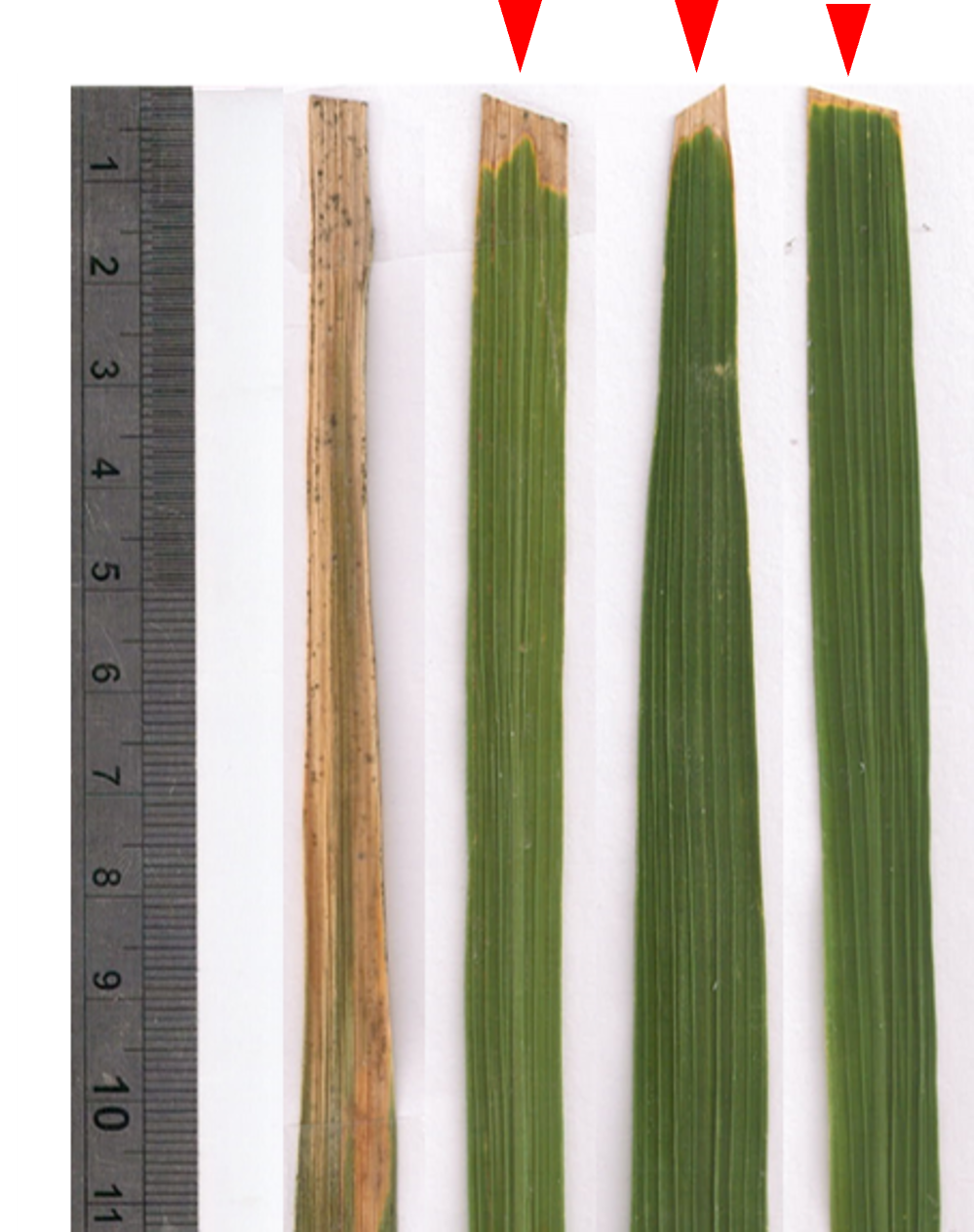 Breeding Rice for Resistance to Bacterial Blight Disease